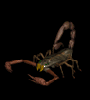 WebScorpion's Avatar